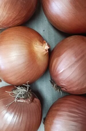 cebolla_blanca_esquimos