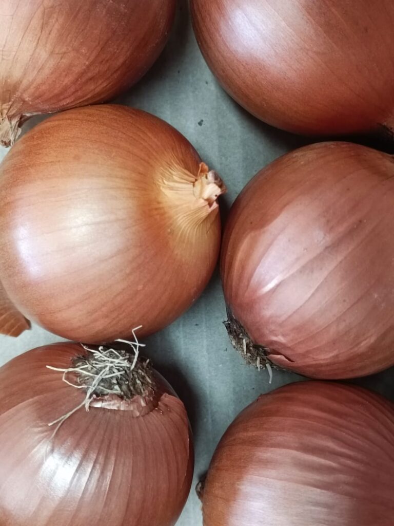 cebolla_blanca_esquimos